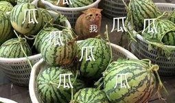 全娱乐吃瓜,揭秘娱乐圈背后的那些事儿